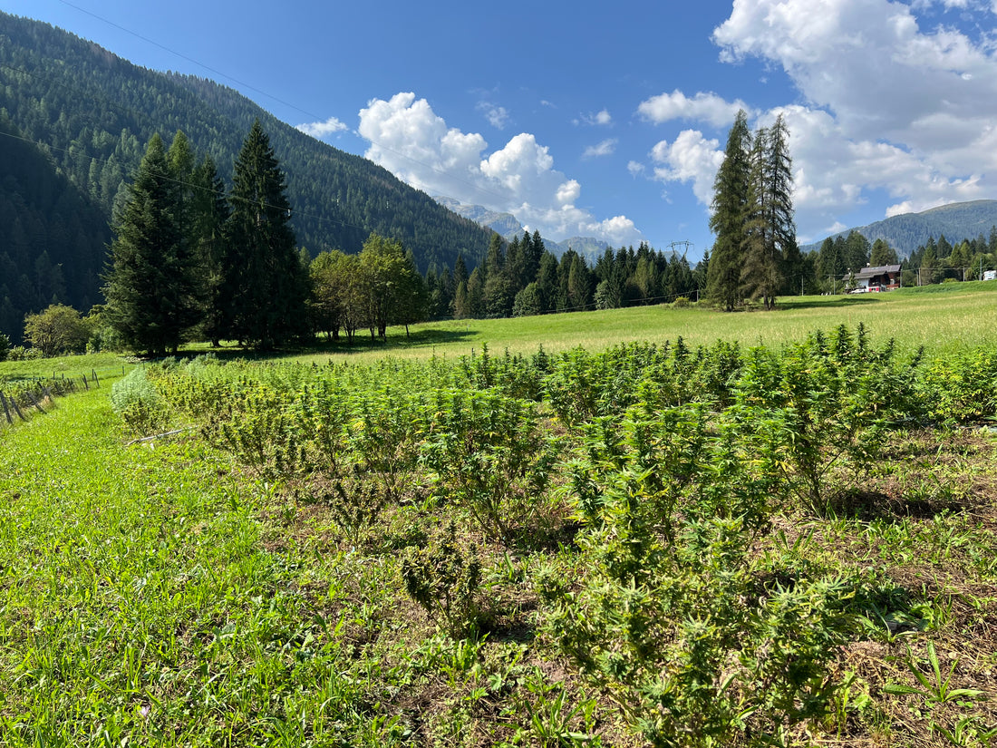 DOLOMITICANNABIS