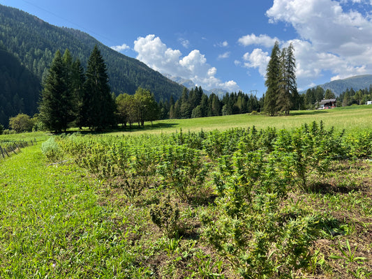DOLOMITICANNABIS