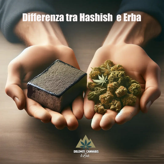 differenza tra hashish e erba rappresentazione