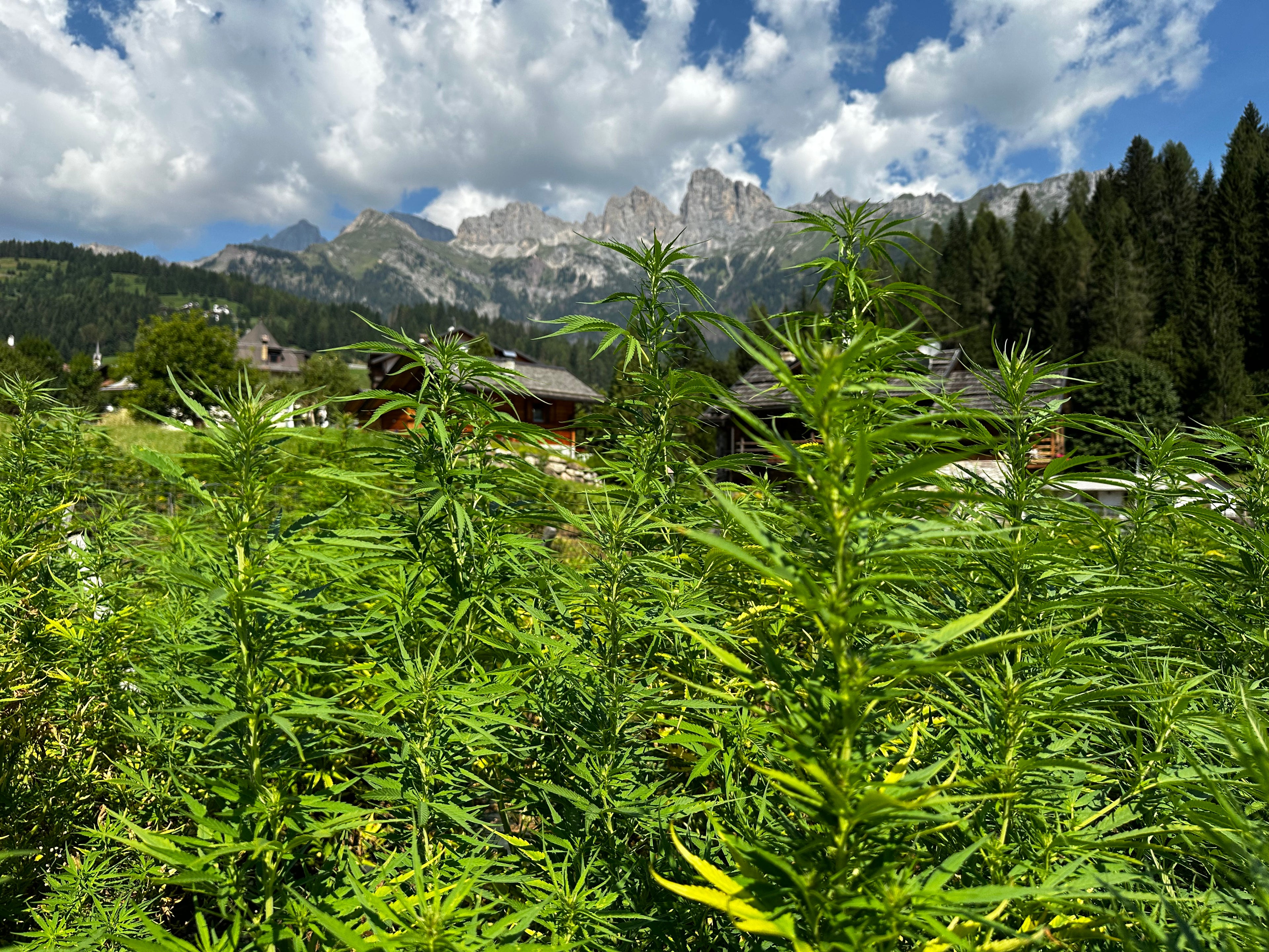 IMMAGINE MONTAGNE (DOLOMITI) E PIANTE DI CANNABIS LIGHT COLTIVATE IN MODO NATURALE